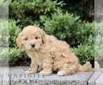 Small #2 Goldendoodle (Miniature)