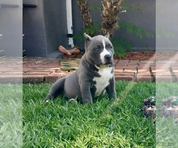 Medium Photo #1 American Bully Puppy For Sale in SANTA PAULA, CA, USA