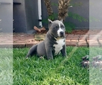 Small Photo #1 American Bully Puppy For Sale in SANTA PAULA, CA, USA