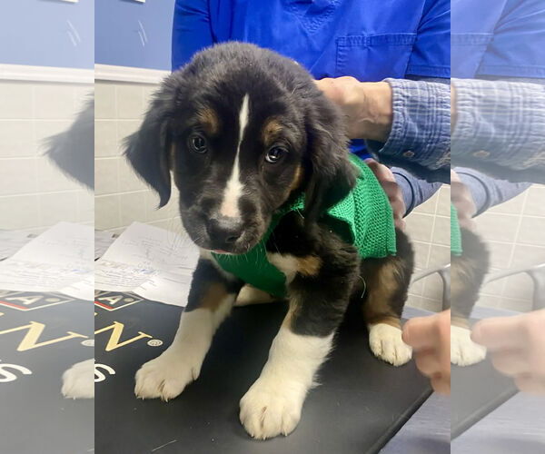 Medium Photo #2 Beagle-Unknown Mix Puppy For Sale in Minneapolis, MN, USA