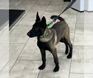 Aleida - IA - Female Mutt Dog for Adoption - Photo #3