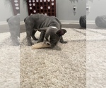 Small Photo #6 French Bulldog Puppy For Sale in PORTSMOUTH, VA, USA