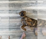 Small #1 American Pit Bull Terrier Mix