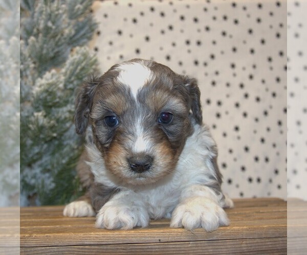Medium Photo #2 Aussiedoodle Miniature  Puppy For Sale in NEWBERRY, IN, USA