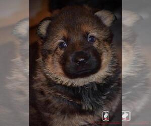 German Shepherd Dog Puppy for sale in ANGIER, NC, USA
