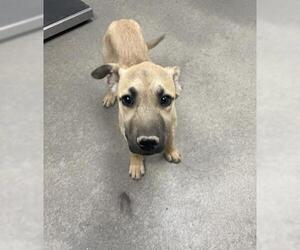 German Shepherd Dog Dogs for adoption in HESPERIA, CA, USA