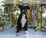 Puppy Dean Border Collie-Boxer Mix