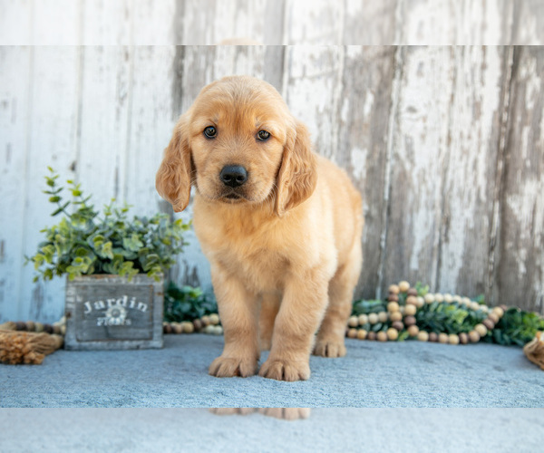 Medium Photo #1 Golden Retriever Puppy For Sale in HOLMESVILLE, OH, USA