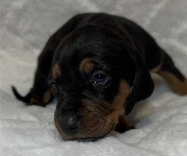 Medium Photo #29 Black and Tan Coonhound-Bluetick Coonhound Mix Puppy For Sale in OAK HILLS, CA, USA
