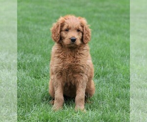 Medium Goldendoodle