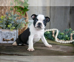 Small Photo #16 Boston Terrier Puppy For Sale in MILLERSBURG, OH, USA
