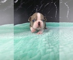 Small Photo #34 Boston Terrier Puppy For Sale in TULARE, CA, USA