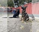Small #1 German Shepherd Dog