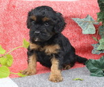 Small Photo #15 Cavapoo Puppy For Sale in THORP, WI, USA