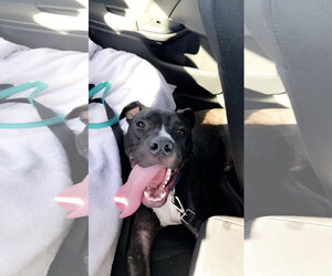 TUCKER #9 - Male American Pit Bull Terrier-Unknown Mix Dog for Adoption - Photo #2