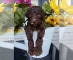 Small Photo #25 Poodle (Standard) Puppy For Sale in RISING SUN, MD, USA