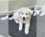 Small Photo #4 Samoyed Puppy For Sale in SACRAMENTO, CA, USA