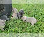 Small Photo #9 Weimaraner Puppy For Sale in SOCIAL CIRCLE, GA, USA