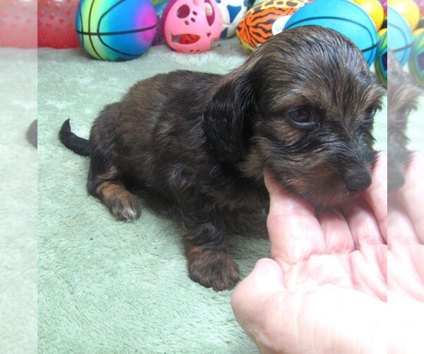 Medium Photo #2 Dachshund Puppy For Sale in RATTAN, OK, USA