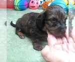 Small #1 Dachshund