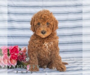 Goldendoodle (Miniature) Puppy for sale in DORNSIFE, PA, USA