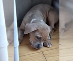 Small Photo #13 American Bully Puppy For Sale in GETTYSBURG, PA, USA