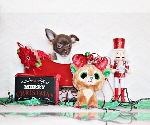 Medium Photo #33 Chihuahua Puppy For Sale in CHARLESTON, AR, USA