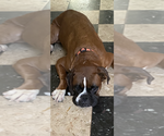 Small #2 Boxer