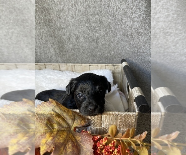 Medium Photo #9 YorkiePoo Puppy For Sale in FENTON, MI, USA