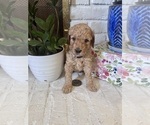 Litter of 9 - Male(s) and Female(s) GoldendoodleLitter of Puppies for Sale - Photo #2