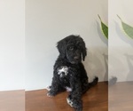 Puppy 6 Goldendoodle (Miniature)