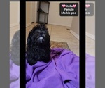 Small #2 Morkie Poo (Toy)