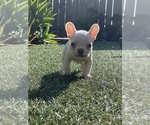 Puppy 1 French Bulldog