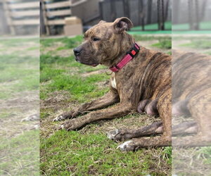 Ember  (Mama 2026) - Female Mutt Dog for Adoption - Photo #11