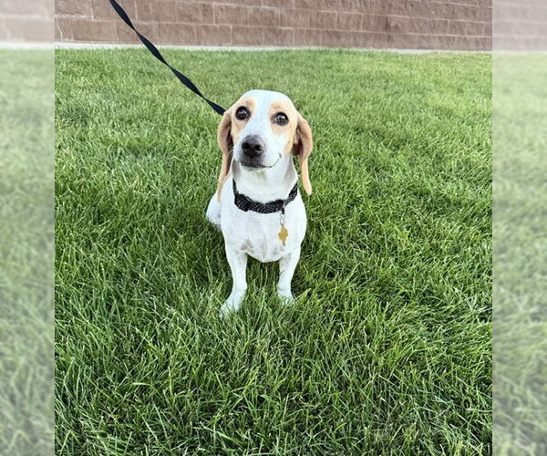 Medium Photo #1 Beagle-Unknown Mix Puppy For Sale in Sandy, UT, USA