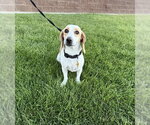 Small Beagle Mix