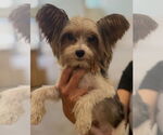 Small #1 Papillon Mix