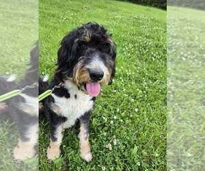 Mother of the Bernedoodle puppies born on 06/02/2025