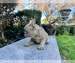 Small #189 French Bulldog