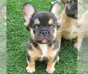 French Bulldog Puppy for Sale in LAS VEGAS, Nevada USA