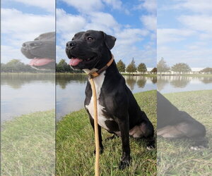 Roux B - Female American Pit Bull Terrier-Unknown Mix Dog for Adoption - Photo #32