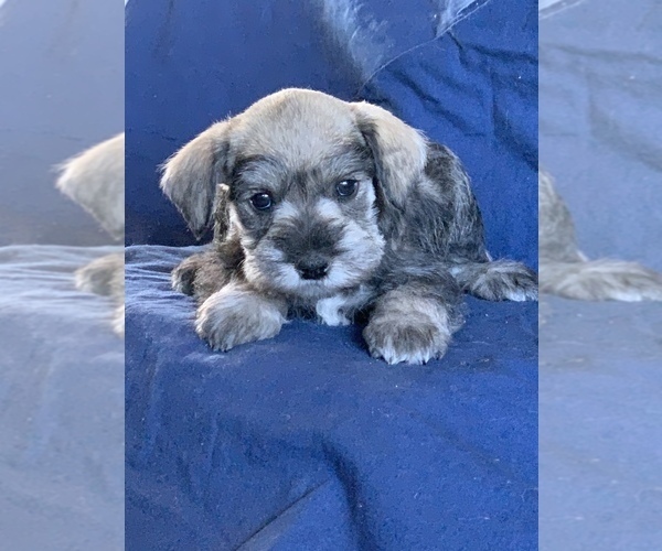 Medium Photo #5 Schnauzer (Miniature) Puppy For Sale in FOWLER, CO, USA
