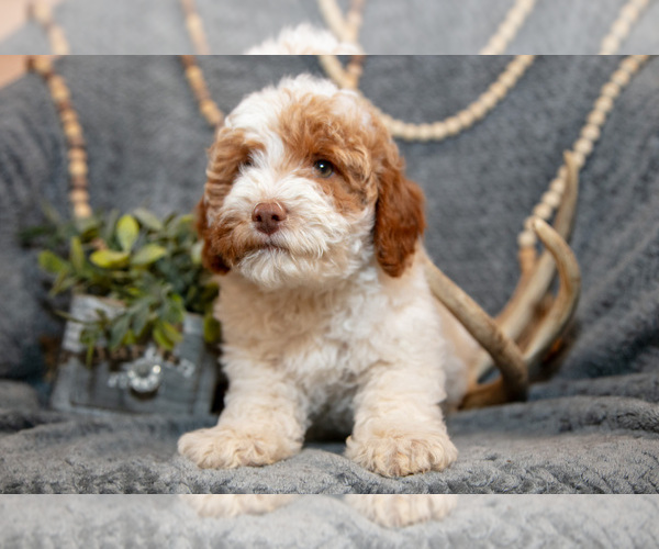 Medium Photo #3 Goldendoodle (Miniature) Puppy For Sale in MIFFLINBURG, PA, USA