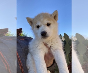 Alaskan Malamute Puppy for sale in MADISON, CA, USA