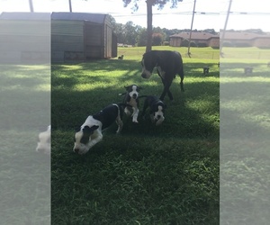 Great Pyredane Puppy for sale in DAINGERFIELD, TX, USA