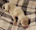 Small Photo #10 Weimaraner Puppy For Sale in NEWCASTLE, OK, USA