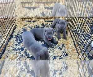 Cane Corso Puppy for sale in MOYOCK, NC, USA