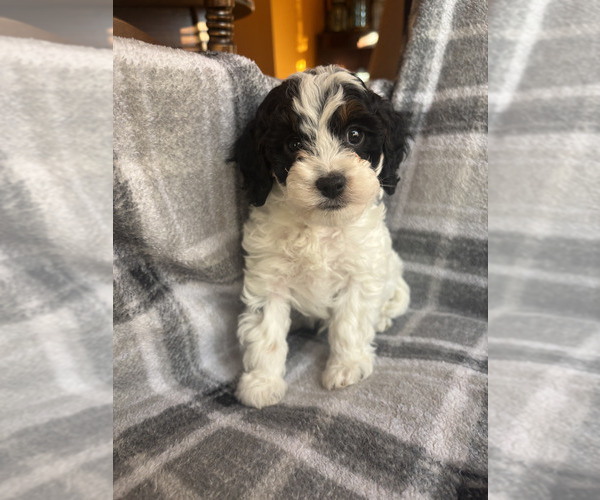 Medium Photo #8 Cavapoo (Miniature) Puppy For Sale in SPRING HILL, TN, USA