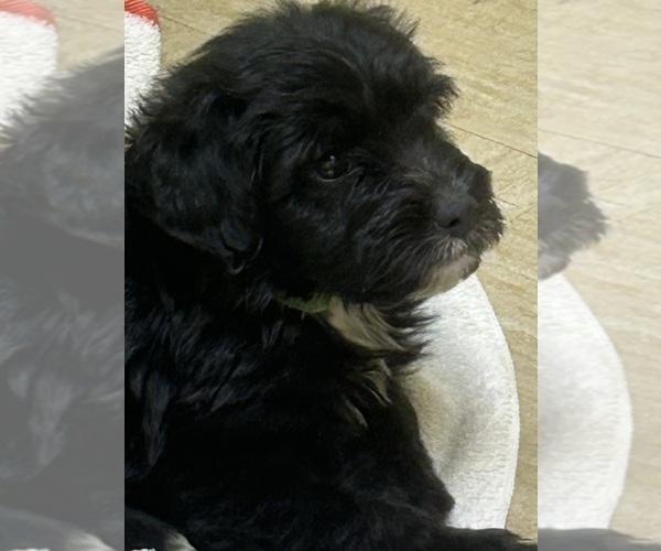Medium Photo #46 F2 Aussiedoodle Puppy For Sale in BUSH, LA, USA