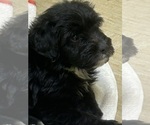 Small Photo #46 F2 Aussiedoodle Puppy For Sale in BUSH, LA, USA